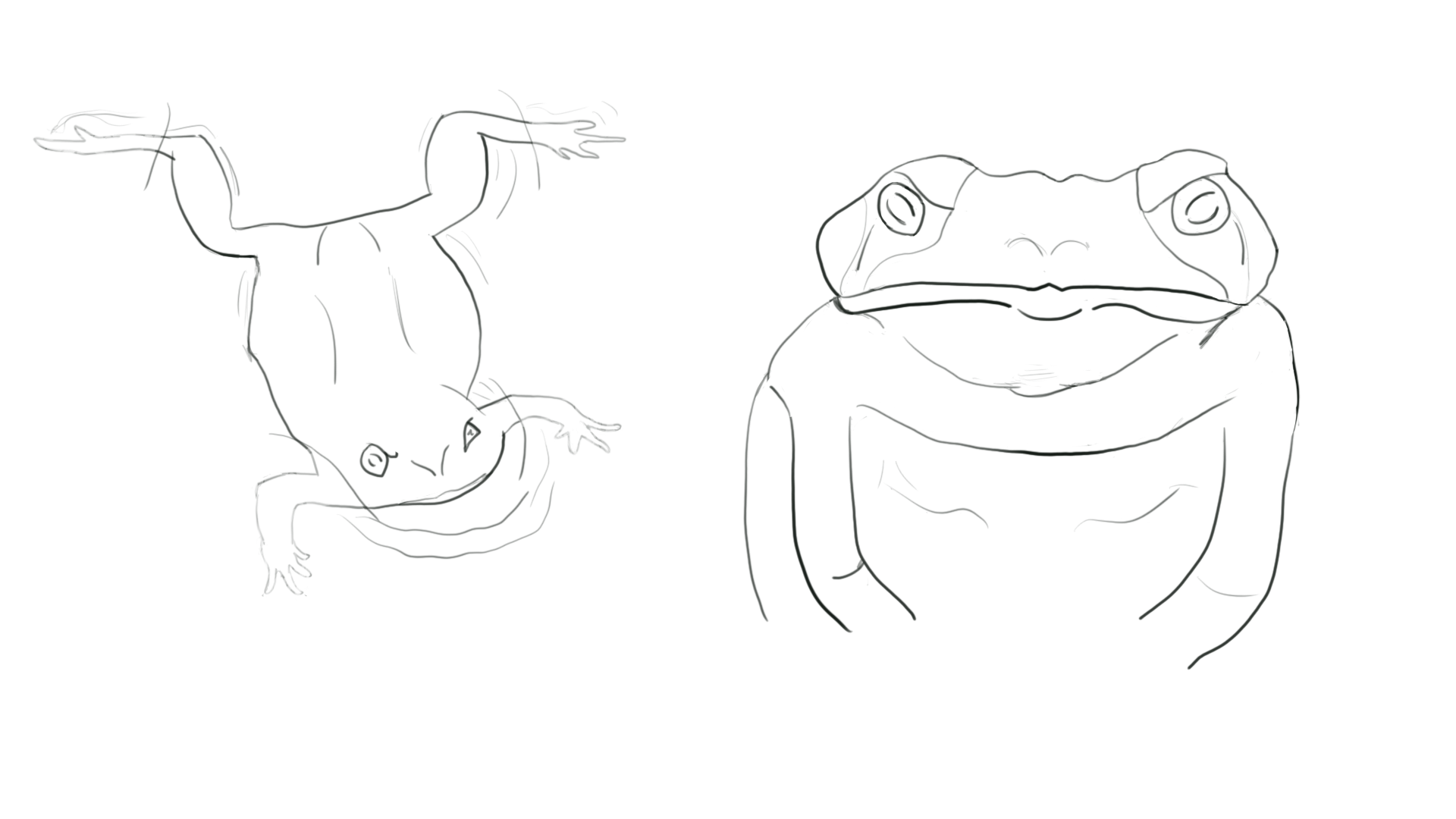 Two loose digital sketches of frogs; one is upside down, while the other has a head-on perspective with exaggerated features.