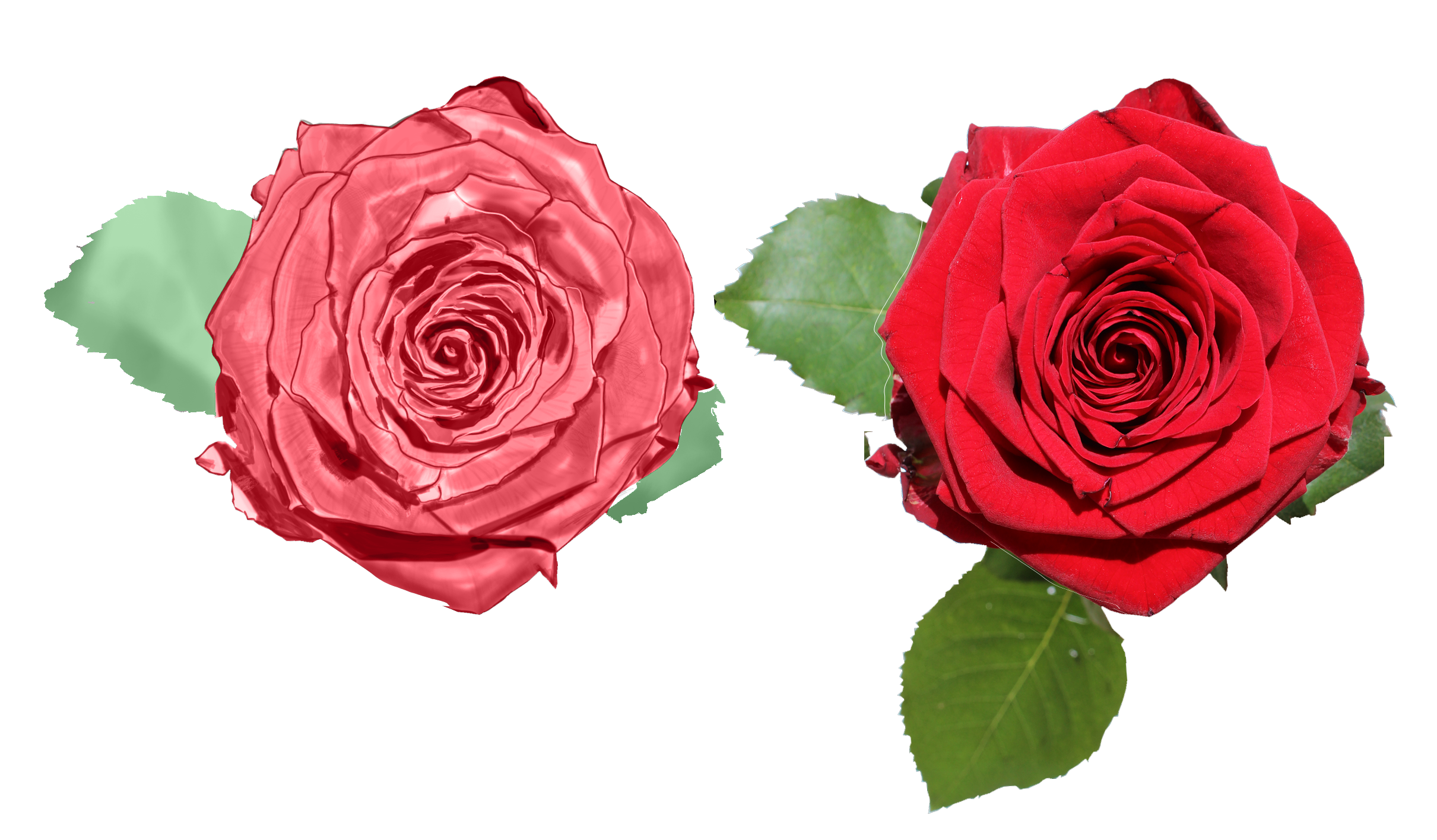 rose